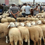 اسواق الغنم