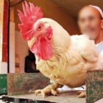 الدجاج