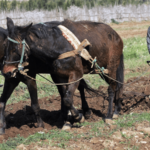 image_2020-10-15_214845