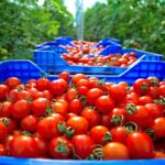 روسيا تحظر استيراد طماطم من المغرب بسبب إكتشاف ​فيروس