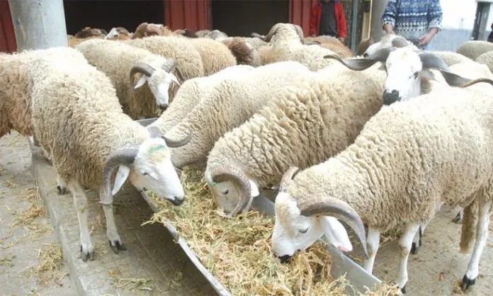 livestock_farming_morocco